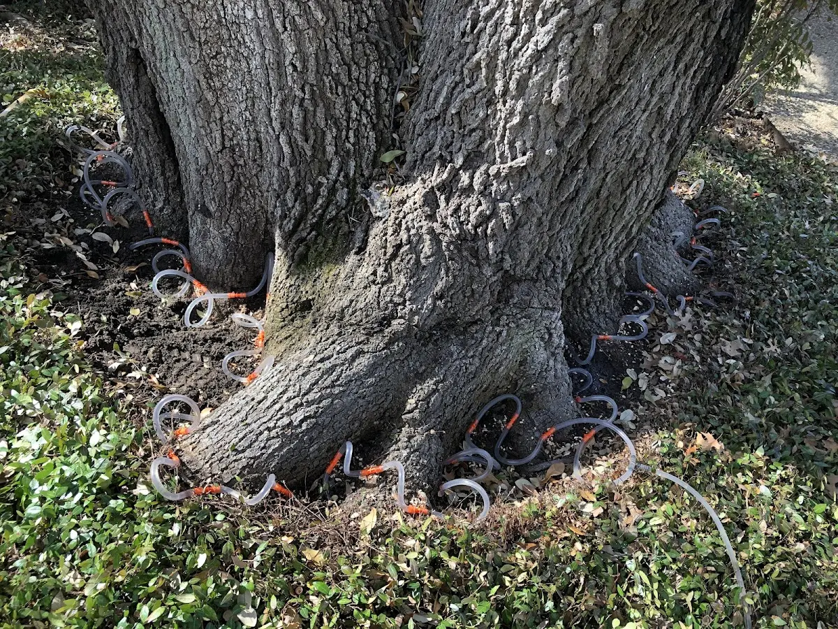Detailed Tree Cabling and Bracing job site in Bellingham