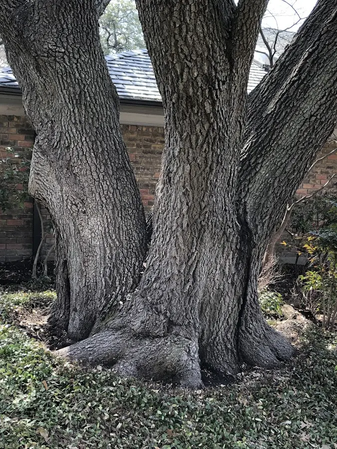 Mature heritage tree close to a Bellingham property cared for by certified arborists