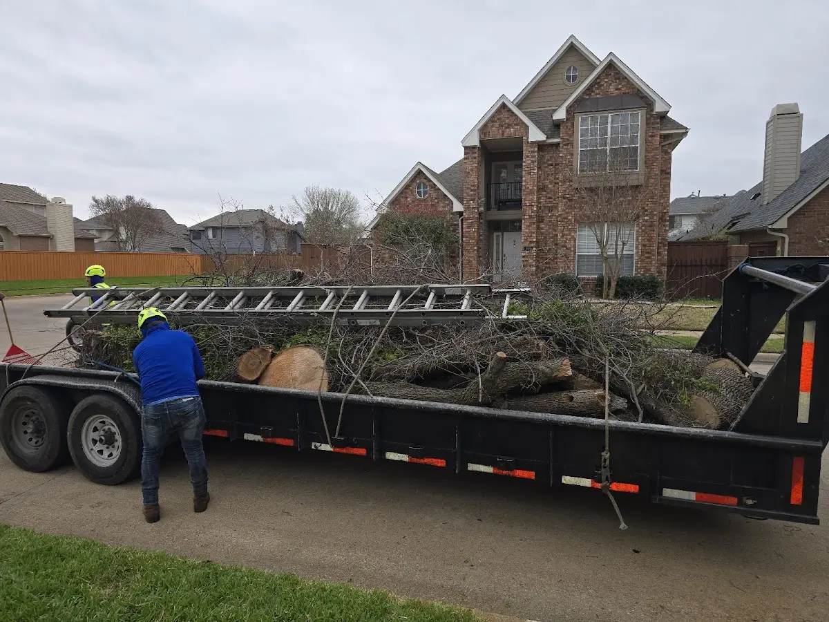 Expert Tree Fertilization with proper safety equipment in Bellingham